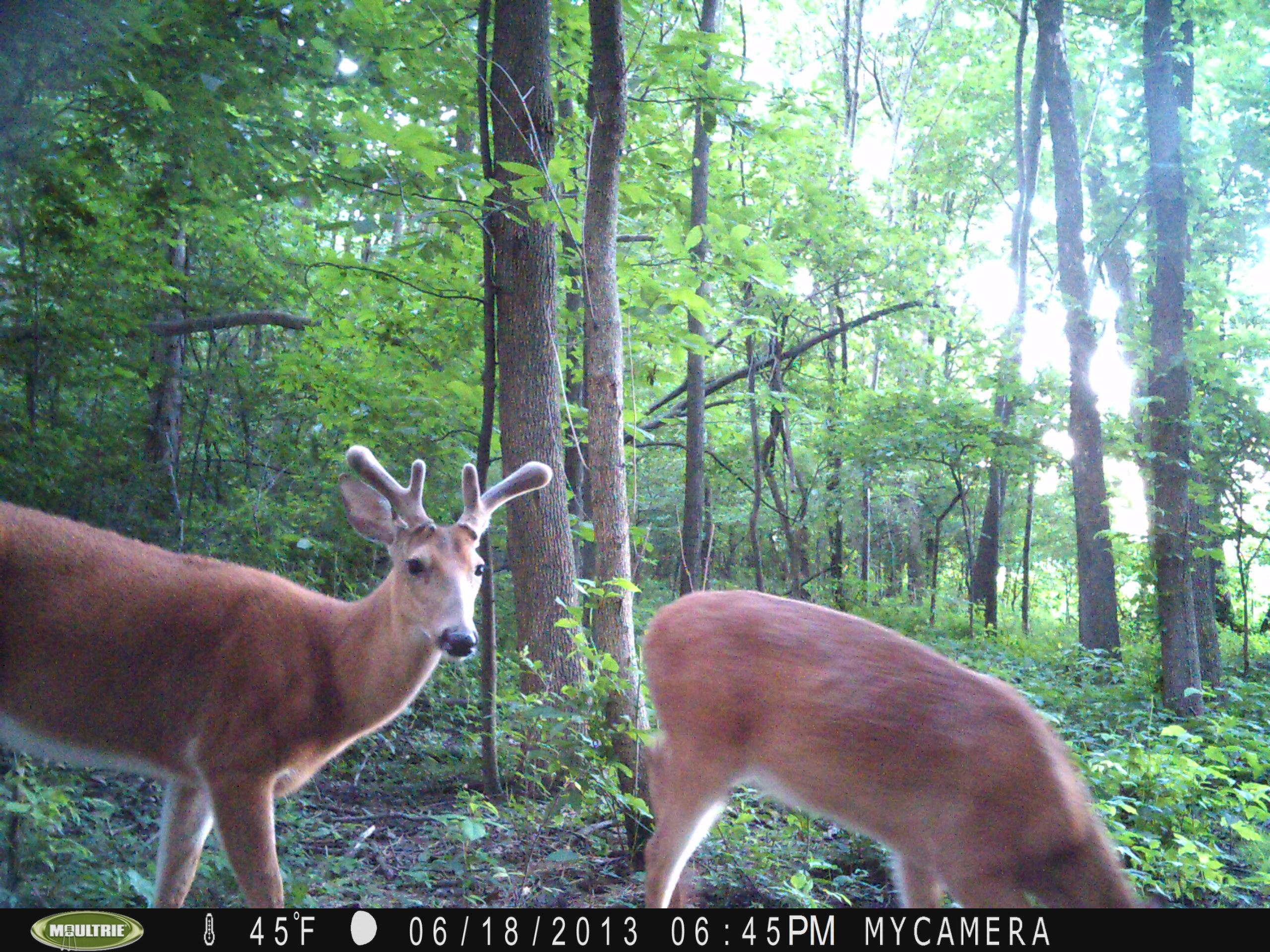 AutumnHills Landfill Deer